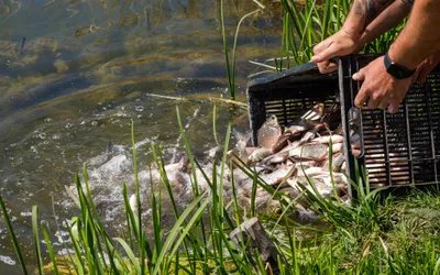 Acțiune de populare cu pește a lacurilor din Gheorgheni