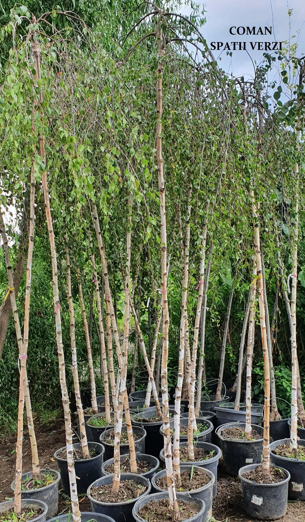 BETULA PENDULA \"YOUNGII\" (mesteacan pandul)