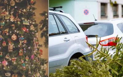 Colectarea brazilor de Crăciun