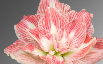 Bulbi de Amaryllis