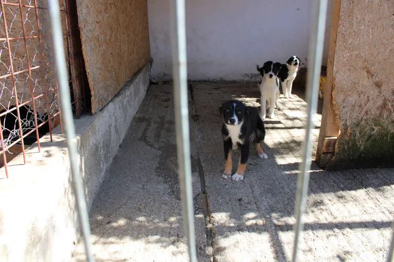 Aproape 400 de suflete, câini şi pisici, din adăposturile Primăriei Sector 2, îşi caută familii iubitoare