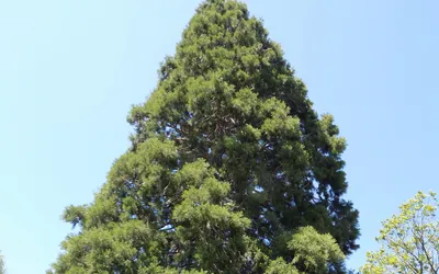 Se modernizează drumul de acces spre Arborele de Sequoia din comuna Săcuieu