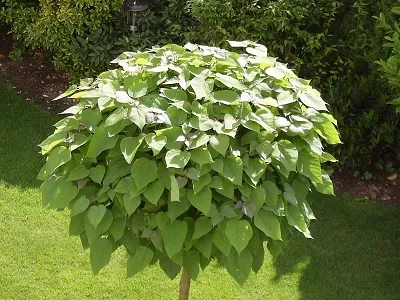 Catalpa Bignonioides Nana (globulara), h=~2,5 m
