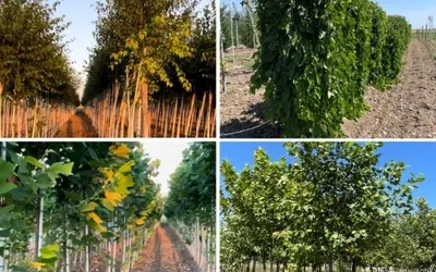 ARBORI SI ARBUSTI - aclimatizati