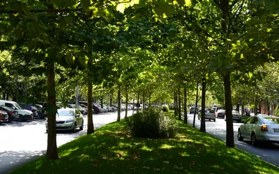 Tuneluri de copaci de-a lungul marilor artere din Sectorul 3  Continuă programul de amenajare a spațiilor verzi