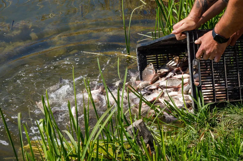 Acțiune de populare cu pește a lacurilor din Gheorgheni