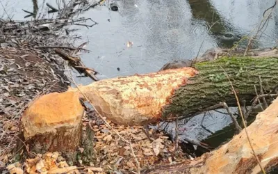 Întâlnire interinstituțională la Primăria Oradea: soluții pentru limitarea impactului castorilor