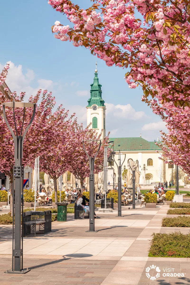 Fondul vegetal din Piața Unirii va fi completat cu arbori de talie  mare