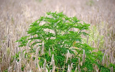 Apel către proprietarii de terenuri, pentru combaterea ambroziei