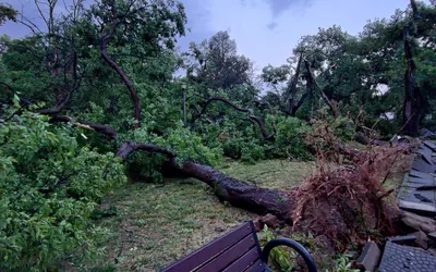 Informații și precizări importante, ca urmare a vijeliei: cum intervine Primăria Oradea, obligații ale cetățenilor, numere utile de telefon