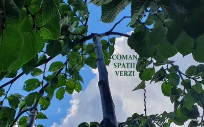 Ulmus glabra \"Pendula\" (ulm pendul)