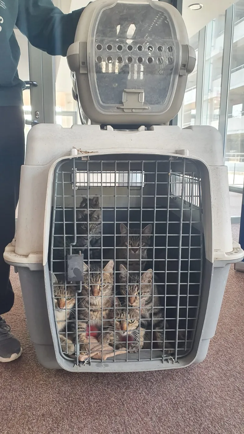 Campanie șterilizări gratuite pisici fără deținător