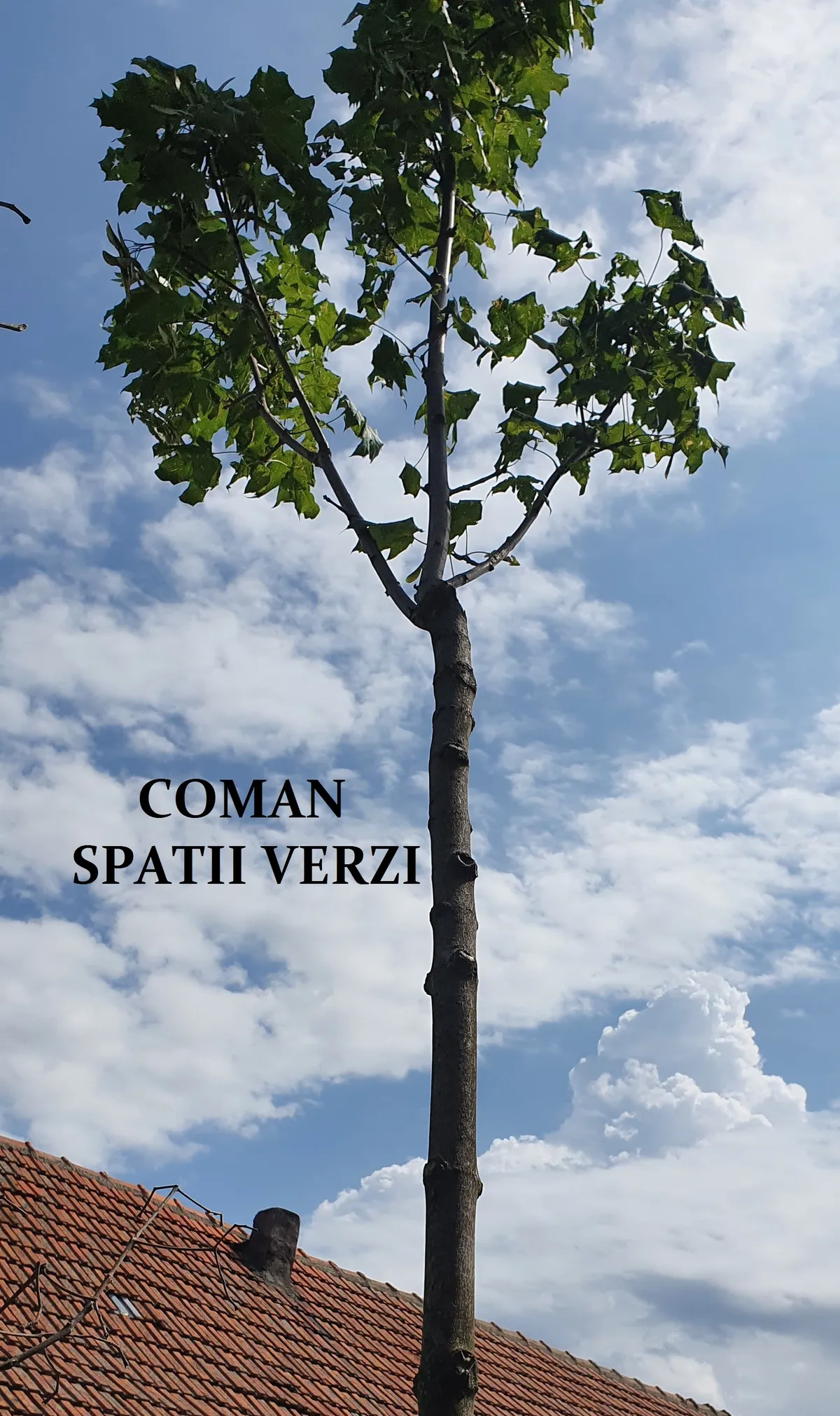 Acer platanoides Globosum (Artar globular)