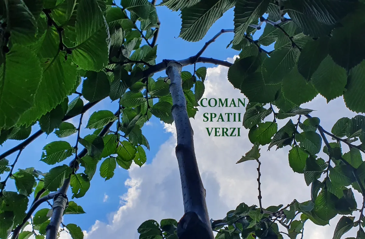 Ulmus glabra \"Pendula\" (ulm pendul)