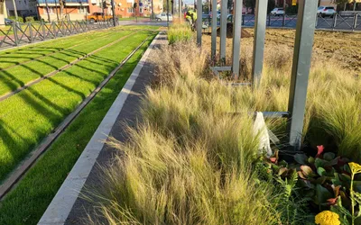 Abordări sustenabile în amenajarea spațiilor verzi din Oradea