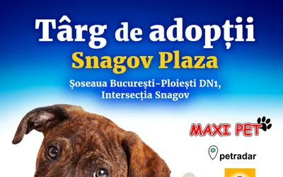 Primăria Municipiului București organizează sâmbătă, 29 octombrie un nou târg de adopții