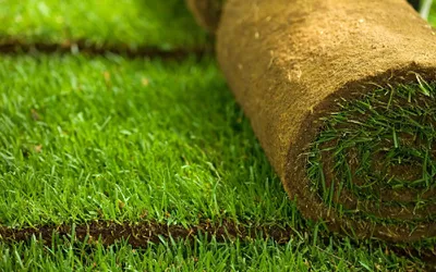 Montare rulouri de gazon natural
