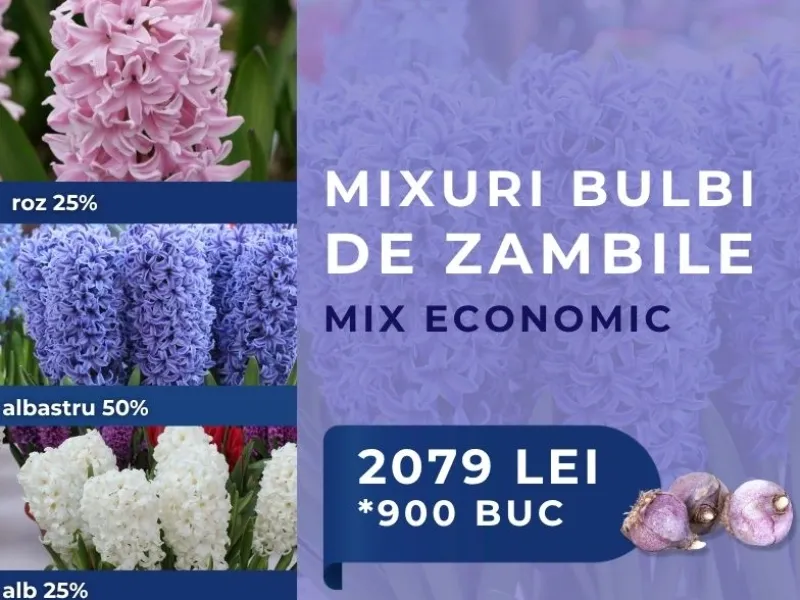 Mix bulbi zambile - MIX ECONOMIC