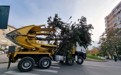 Se transplantează o parte a arborilor din Piața Emanuil Gojdu
