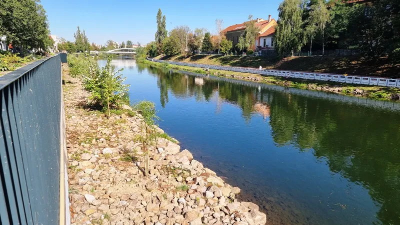 Se plantează 60 de sălcii pe malul Crișului, între Podul Sf. Ladislau și  Podul Centenarului