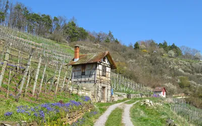 Iustin Cionca: Organizăm un concurs internațional de vinuri, la Arad