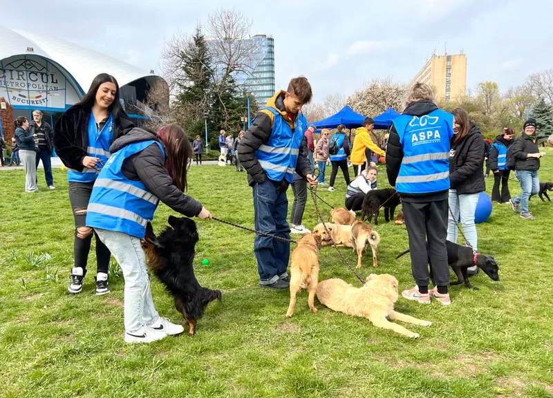 17 căței au fost adoptați la târgul de pe 8 aprilie. Următorul târg: 29 aprilie, la Arena Națională