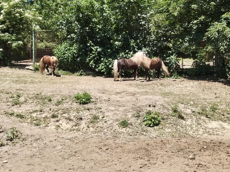 Trei ponei din Parcul Bejan transferați la Grădina Zoologică „Ioan Crișan” Reșița