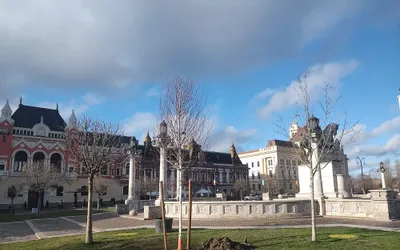 A început plantarea mestecenilor în Piața Unirii