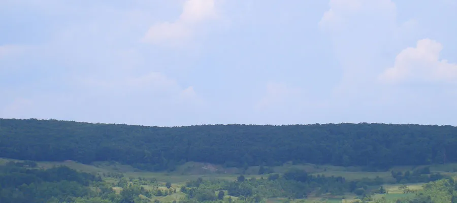 PRIMĂRIA ŞIRINEASA