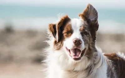 Sterilizări gratuite pentru câinii din Bihor | Consultare publică