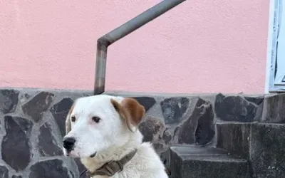 Consiliul Județean Harghita lansează campanie gratuită de sterilizare și înregistrare a câinilor cu stăpân