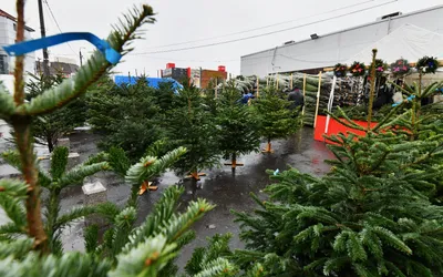 50 de lei, cel mai ieftin brad de Crăciun. De unde se poate cumpăra, în Sectorul 6