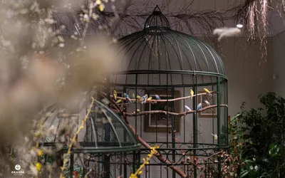 Sunetul naturii la Casa Darvas-La Roche