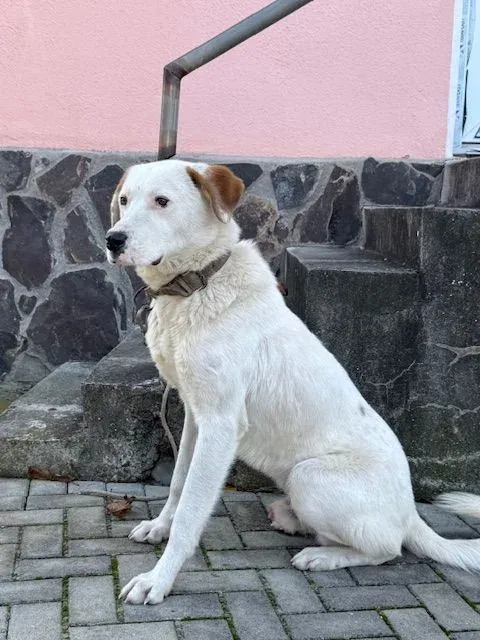 Consiliul Județean Harghita lansează campanie gratuită de sterilizare și înregistrare a câinilor cu stăpân