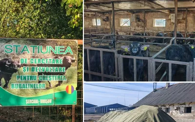 Caravana Compostului a ajuns la Stațiunea pentru Creșterea Bubalinelor din Șercaia: gunoiul de grajd devine resursă