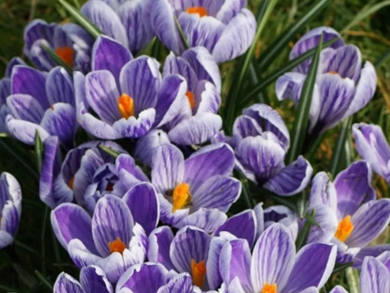 Bulbi de Crocus