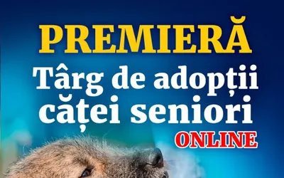 Premieră. Târg online pentru cățeii seniori din centrele ASPA