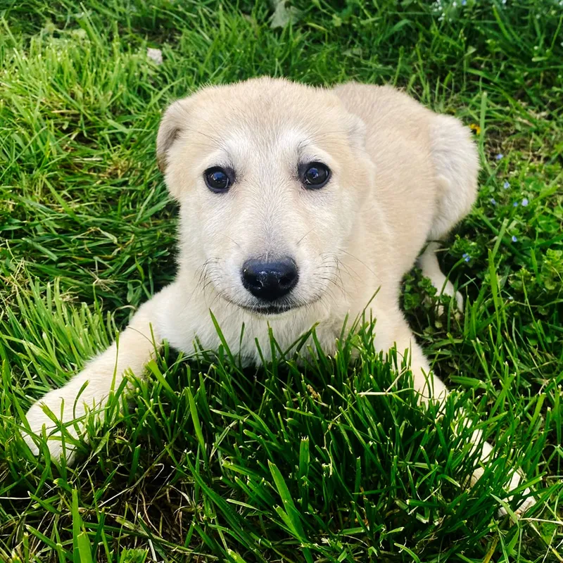 Un nou târg de adopții de căței: 13 mai, Centrul de Cultură “Palatele Brâncoveneşti de la Porţile Bucureştiului” din Mogoșoaia