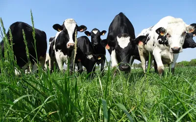 Iustin Cionca: „În județ avem, în medie, câte două animale  domestice aferente fiecărui arădean”