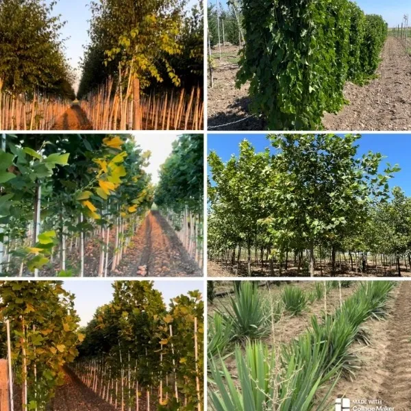 ARBORI SI ARBUSTI - aclimatizati