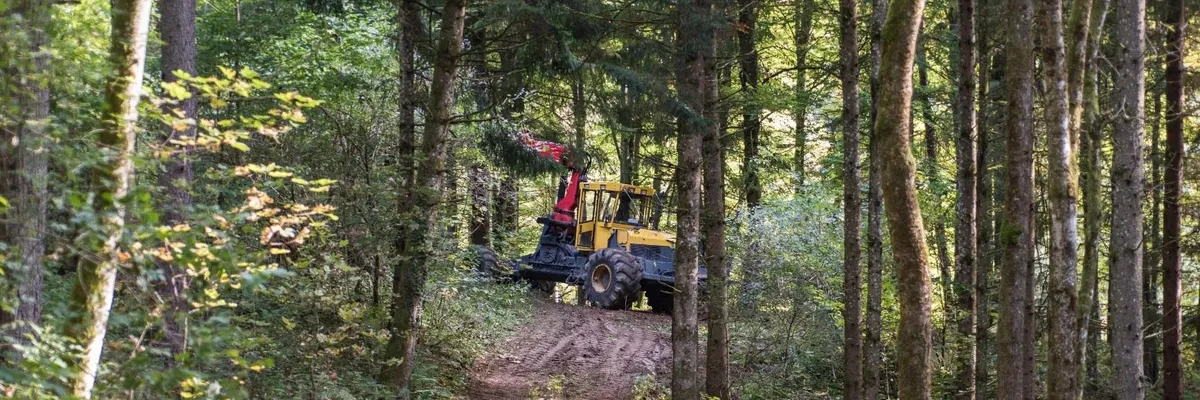 ADRIAN EXP FOREST SRL
