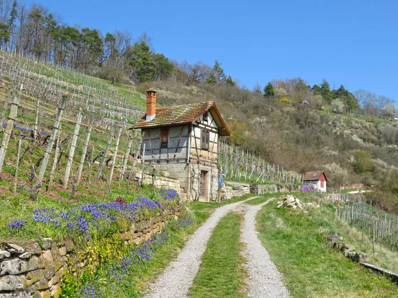 Iustin Cionca: Organizăm un concurs internațional de vinuri, la Arad