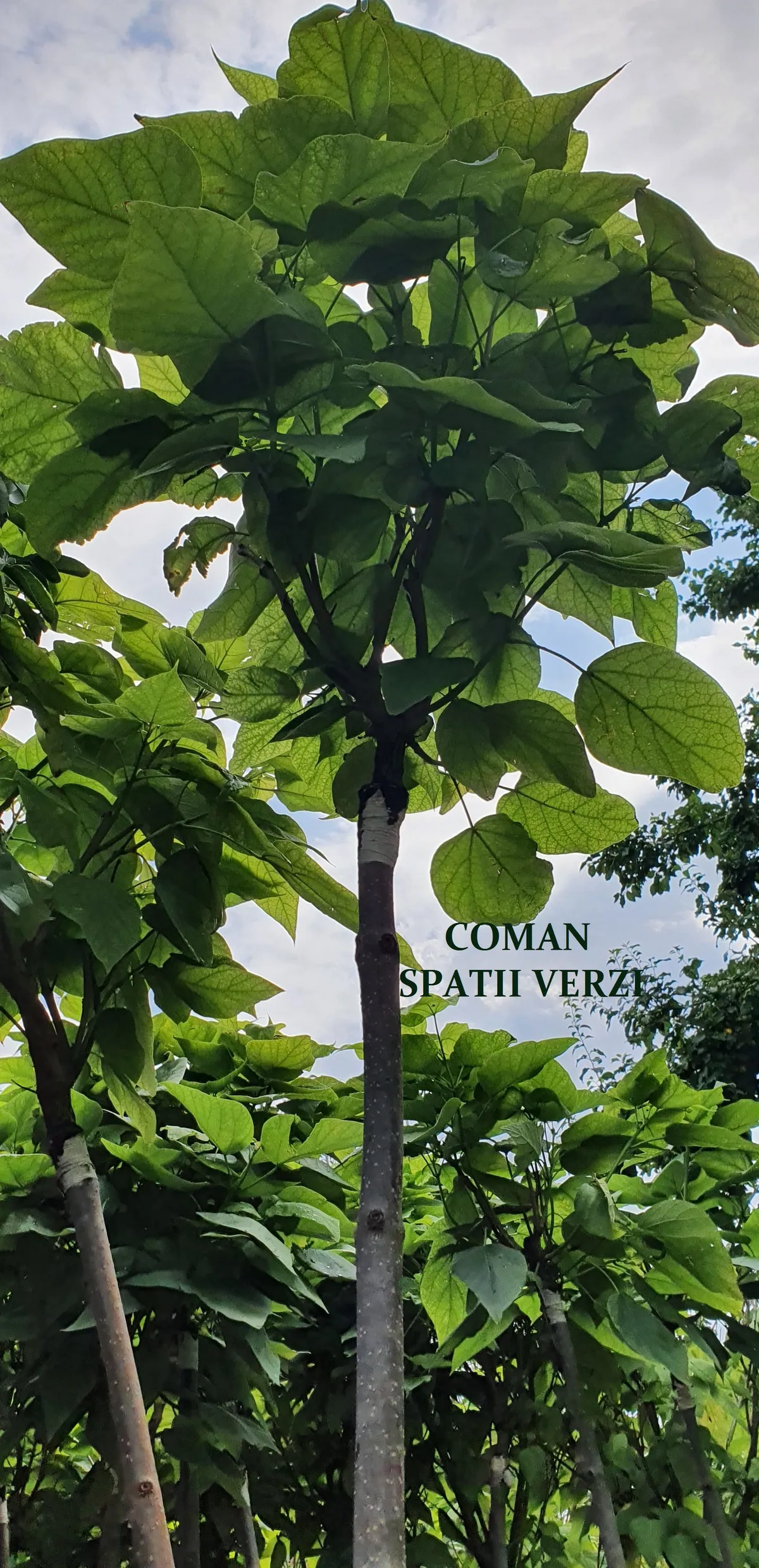 Catalpa Bignonioides Nana (catalpa globulara)