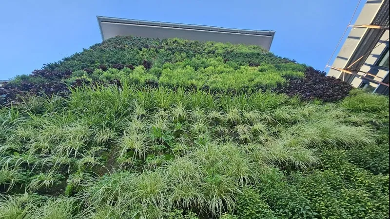 Pereții și fațadele verzi, o soluție de infrastructură urbană „green & smart city” inovatoare și eficientă