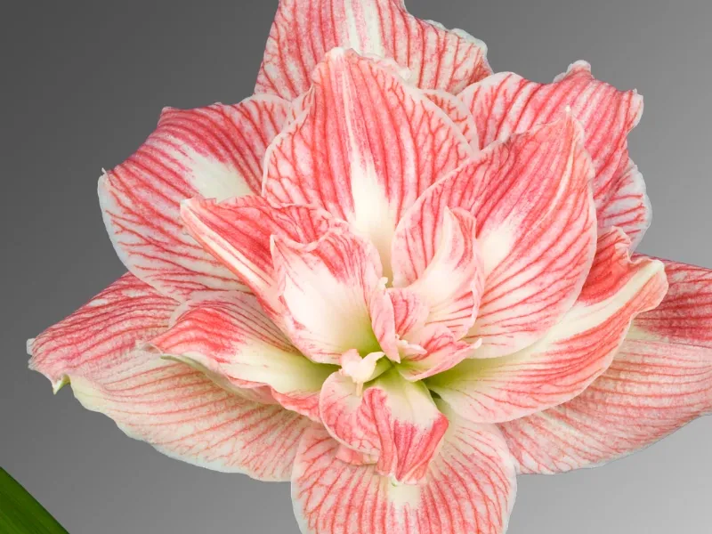 Bulbi de Amaryllis