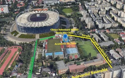 Continuare campanie sterilizare pisici rasa comună