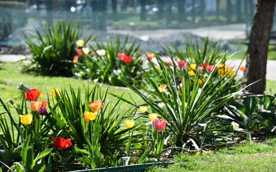 Feerie de culori! Jumătate de milion de flori, pe  străzile din Sectorul 6