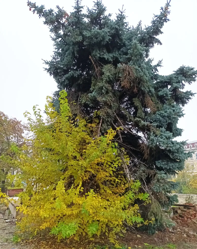 S-a emis autorizație de tăiere pentru nouă arbori degradați de  lângă Parcarea Independenței