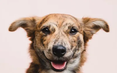 1.600 de căței cu stăpân vor fi microcipați și sterilizați GRATUIT, printr-o campanie a Primăriei Sectorului 6