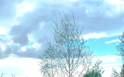 100 de mesteceni plantați în amintire – primul parc tematic din  Oradea